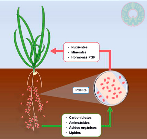 Nutrientes de los cultivos | ECOFERTI Fertilizantes Biológicos y Extractos Botánicos.
